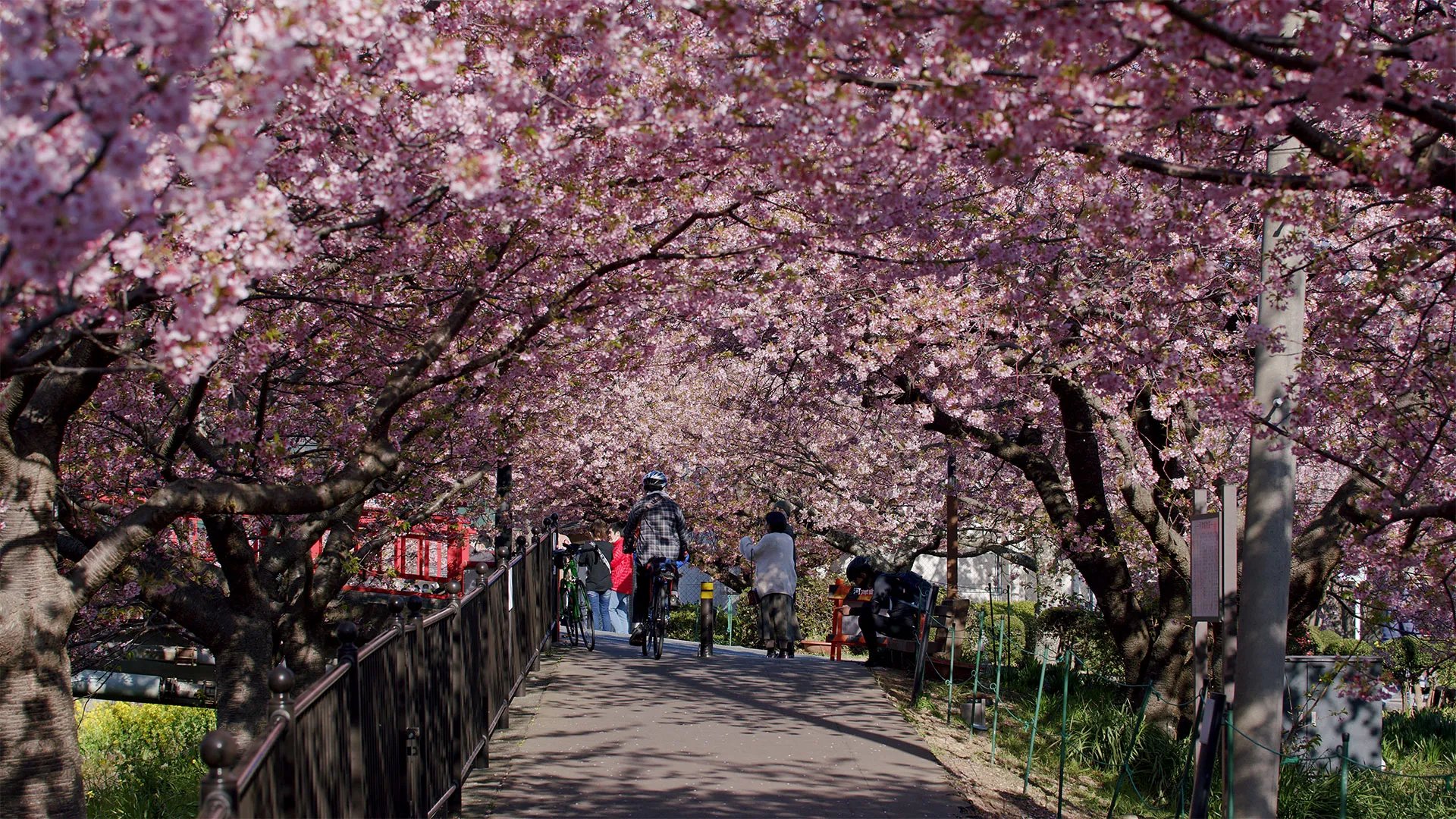 🌳 신츠키지 녹지(신츠키지 료쿠치)